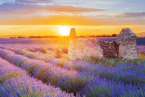 Lavendelfeld in voller Blüte bei Sonnenuntergangl, mit sanften Hügeln im Hintergrund