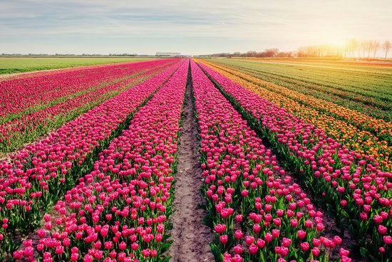 Weite Tulpenfelder in den Niederlanden mit Reihen von pinken und orangen Tulpen bei Sonnenuntergang