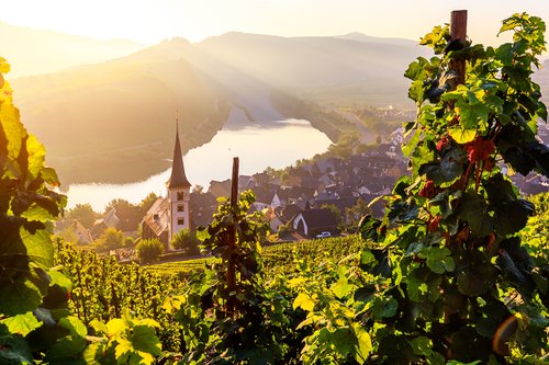 Moselschleife bei Bremm mit Weinbergen im Vordergrund, Kirche mit spitzem Turm und Mosel im Sonnenlicht